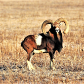 muflon