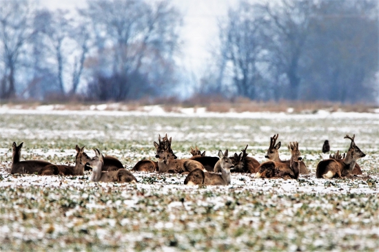 poobedňajšia siesta