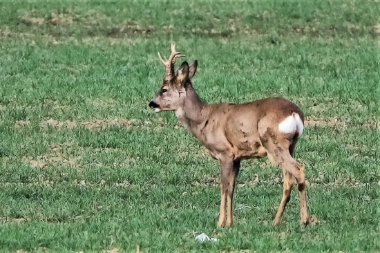 ešte trochu farby na parožky...