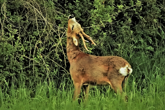 ten lístoček chcem...