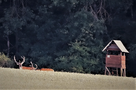 v pšenici pod posedom
