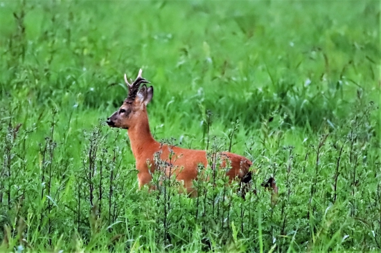 srnec-z tých lepších