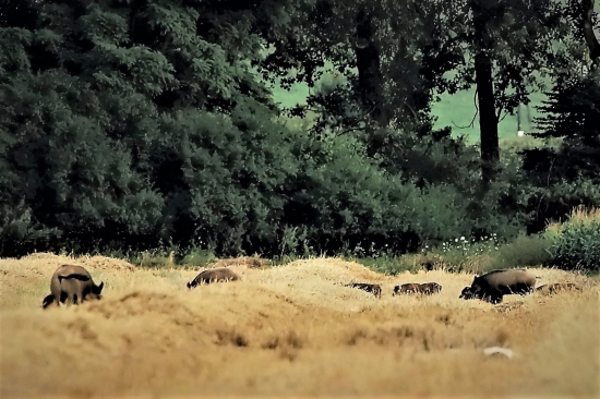 odišiel kombajn vyšli svinky