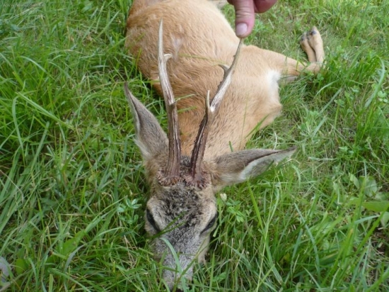 uhyn ...udusili ho strecky