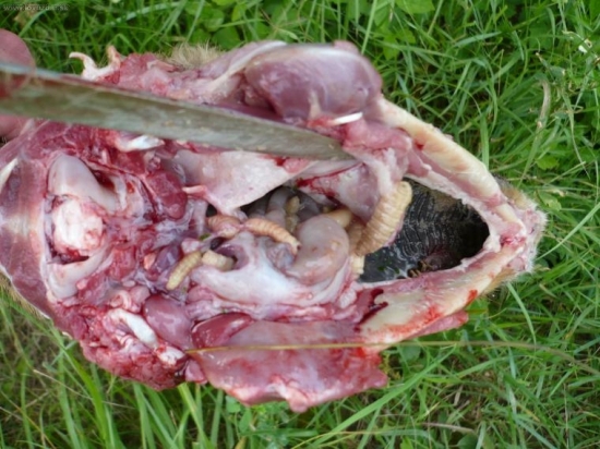 uhyn... uduseny streckamy