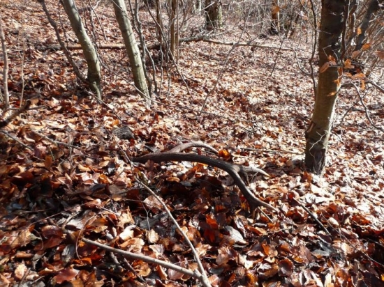 Na Štefana v pohone