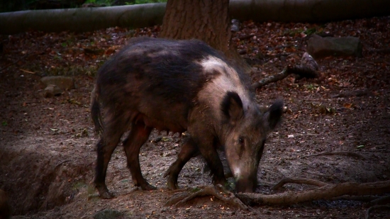 Čo poviete, ide o albinizmus ?