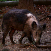 Čo poviete, ide o albinizmus ?