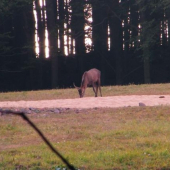 špicer na raňajkách