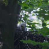 Mladý myšiak hôrny