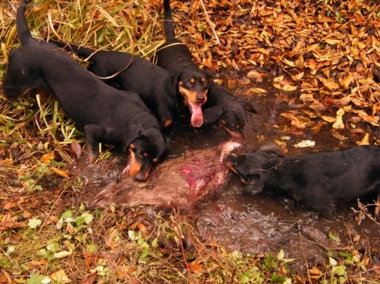 psy mu nedali šancu