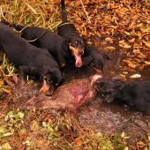 psy mu nedali šancu