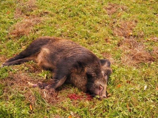 Kannček ulovený na spoločnej.....