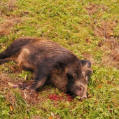 Kannček ulovený na spoločnej.....