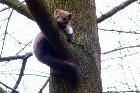 Krásavica s radosťou zapózovala(martes foina - kuna skalná)