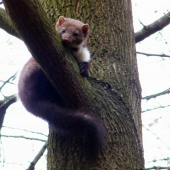 Krásavica s radosťou zapózovala(martes foina - kuna skalná)