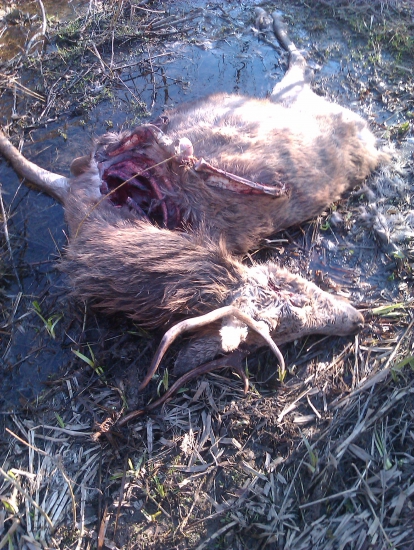 Túlavé cig.... psy