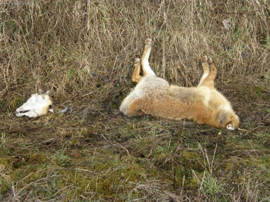 Zrážka z vlakom jej odsekol hlavu