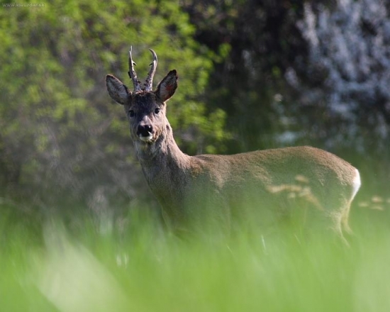 srnec lesný