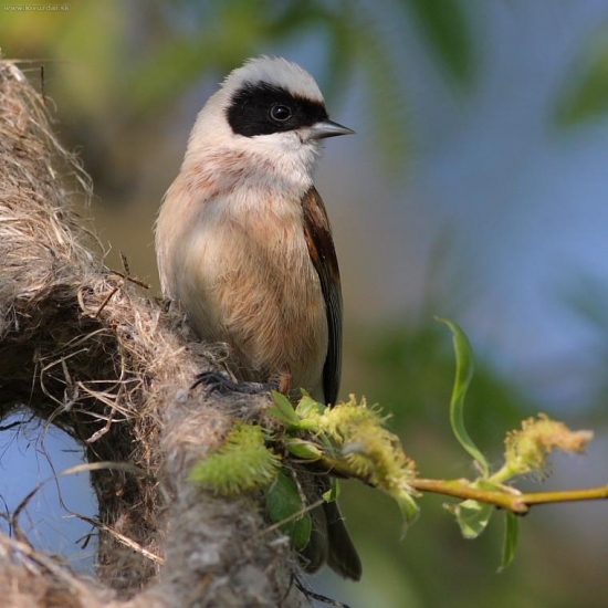 Kúdelnička lužná
