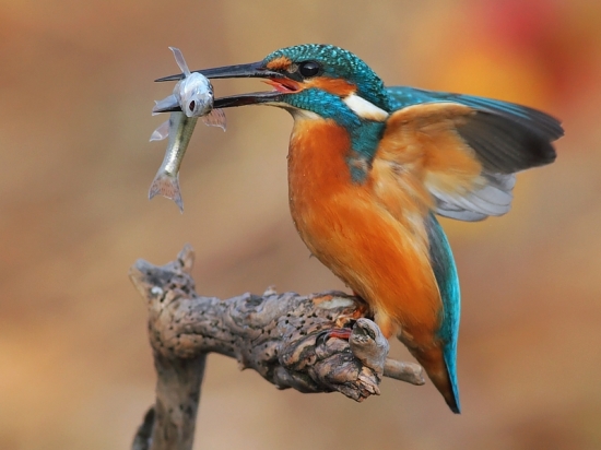 takú velkú rybu som chytil