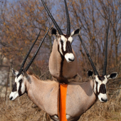 oryx