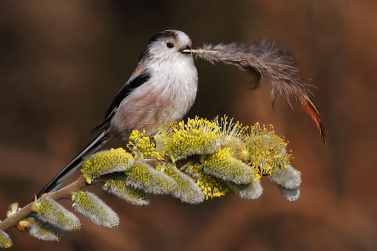 mlynárka dlhochvostá