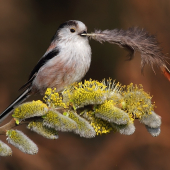 mlynárka dlhochvostá