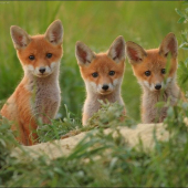 zo spoločného fotenia s tibi63,krásne nám pozovali ale svetlo moc neprialo :-)