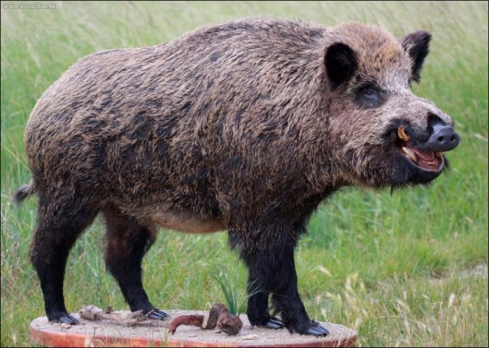 celý-mal vyše 200kg
