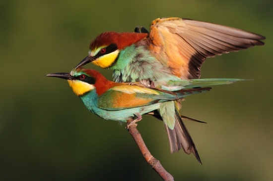 párenie včelárikov