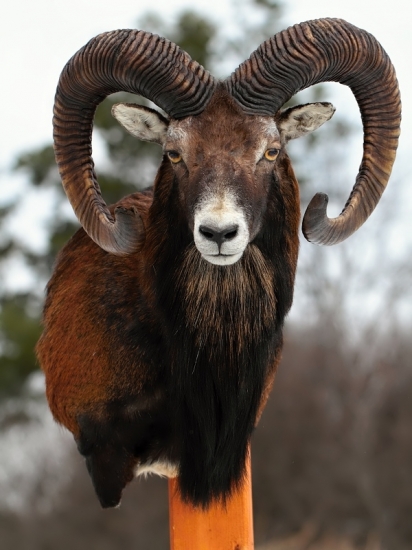 muflon 2