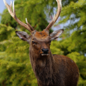 sika