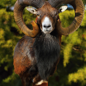 muflon