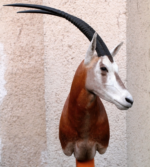 priamorožec šabľorohý