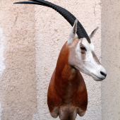 priamorožec šabľorohý