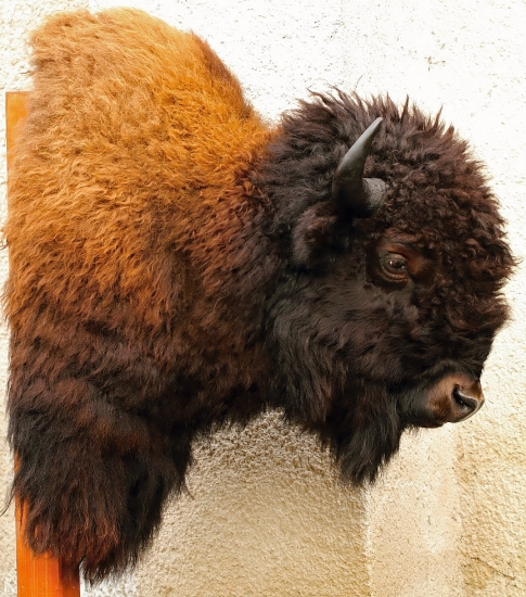 bizon