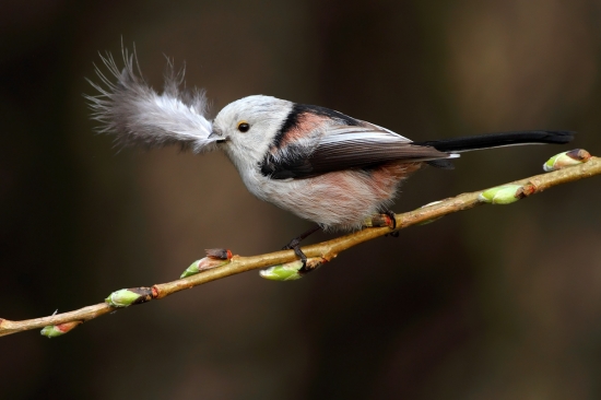 mlynárka dlhochvostá