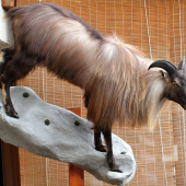 tahr