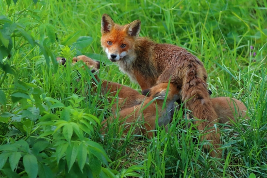 Rodinka z pod posedu