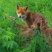 Rodinka z pod posedu