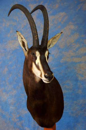 Sable-Antilopa vraná