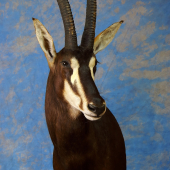 Sable-Antilopa vraná