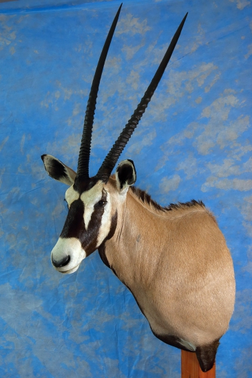 oryx