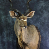kudu