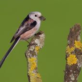 mlynárka dlhochvostá