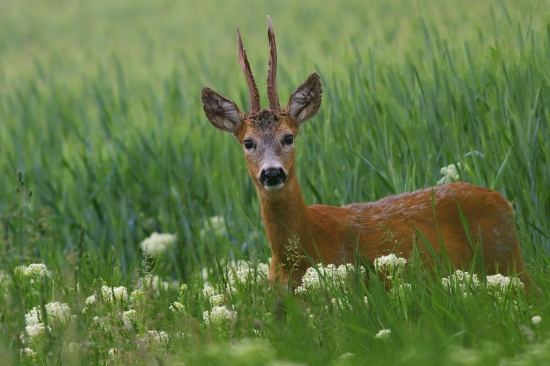 srnec