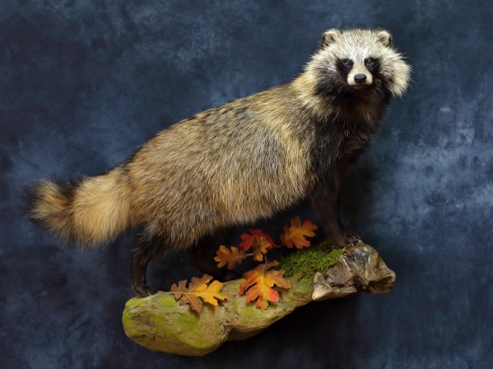 Psík medvedikovitý