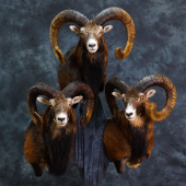 barani