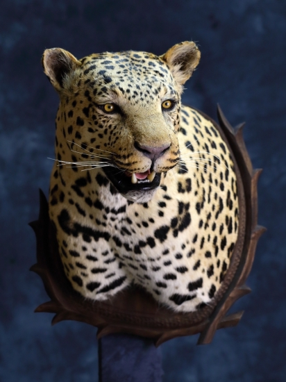 leopard